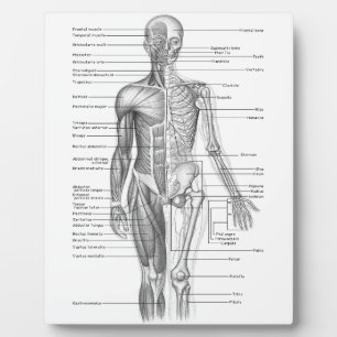 Human Anatomy Chart Plaque