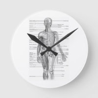 Human Anatomy Chart