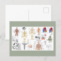 Human Anatomy Charts
