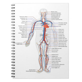 Human Anatomy & Circulation Customised Notebook