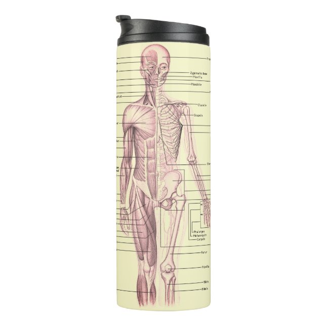 Human Anatomy Educational Medical Diagram Thermal Tumbler (Rotated Right)