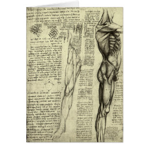 Human Anatomy Male Muscles by Leonardo da Vinci