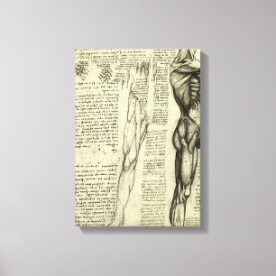 Human Anatomy Male Muscles by Leonardo da Vinci Canvas Print