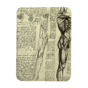 Human Anatomy Male Muscles by Leonardo da Vinci Magnet