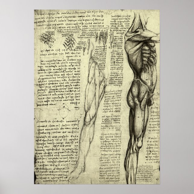 Human Anatomy Male Muscles by Leonardo da Vinci Poster (Front)