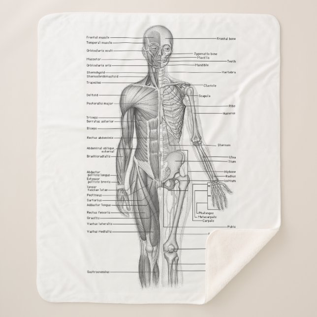 Human Anatomy Medical Chart Sherpa Blanket (Front)