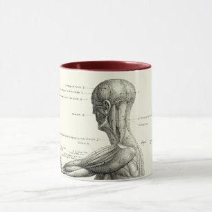 Human anatomy, muscles of the human body mug