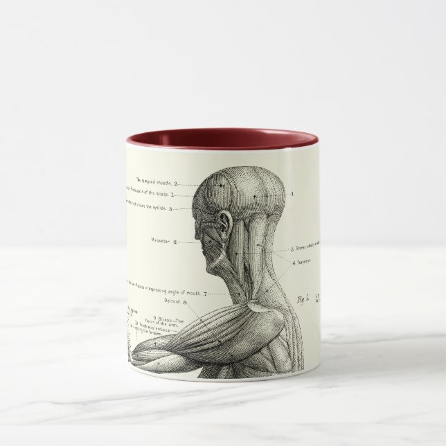 Human anatomy, muscles of the human body mug (Center)