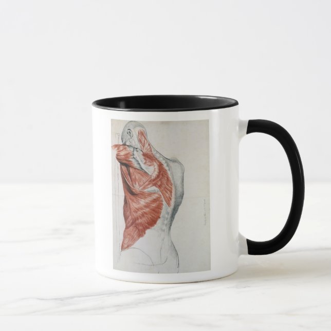 Human Anatomy; Muscles of the Torso and Shoulder Mug (Right)