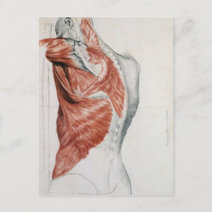 Human Anatomy; Muscles of the Torso and Shoulder Postcard