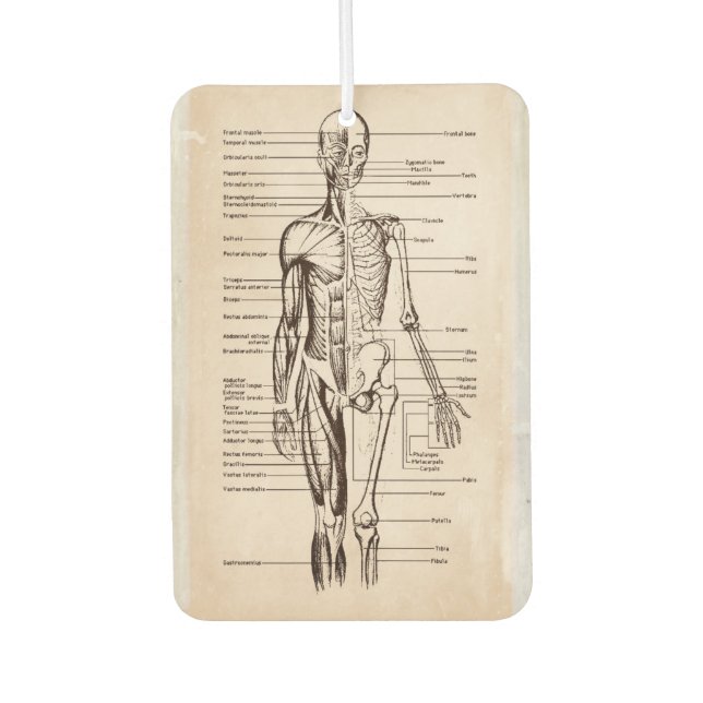 Human Anatomy & Physiology Diagram Car Air Freshener (Front)