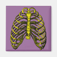 Human Anatomy Rib Cage