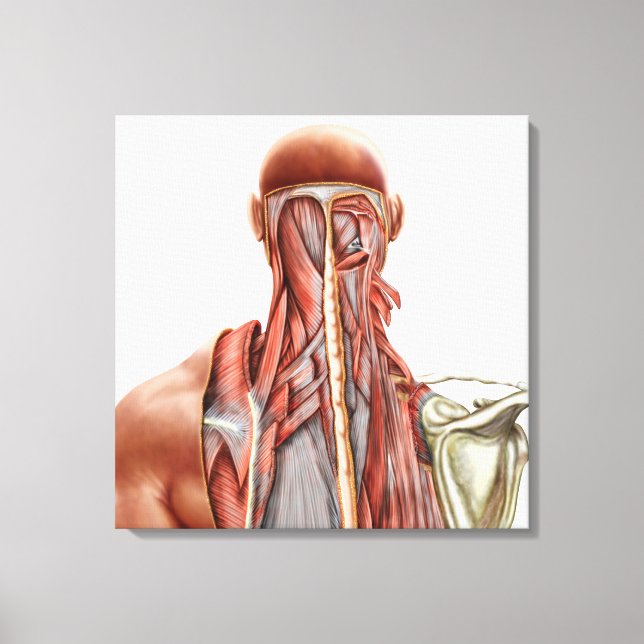 Human Anatomy Showing Deep Muscles In The Neck Canvas Print (Front)