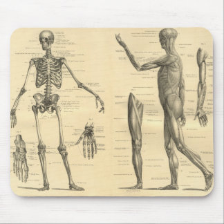 Human Anatomy Skeleton and muscles of the body Mouse Pad