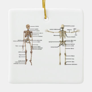 Human Anatomy Skeleton medical diagram labelled Ceramic Ornament