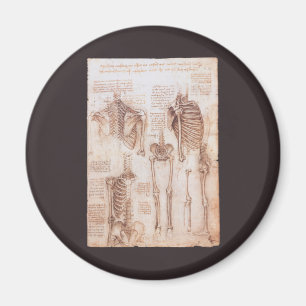 Human Anatomy Skeletons by Leonardo da Vinci Magnet