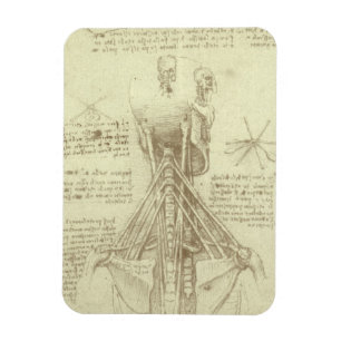Human Anatomy Spinal Column by Leonardo da Vinci Magnet