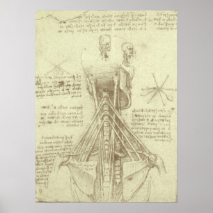 Human Anatomy Spinal Column by Leonardo da Vinci Poster