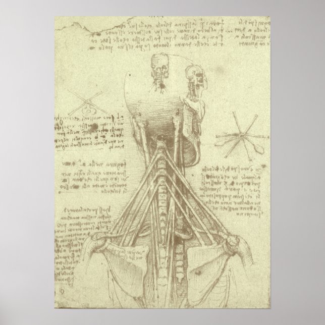 Human Anatomy Spinal Column by Leonardo da Vinci Poster (Front)