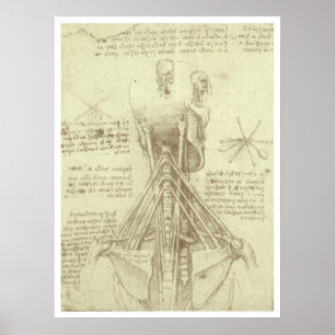 Human Anatomy Spinal Column by Leonardo da Vinci Poster