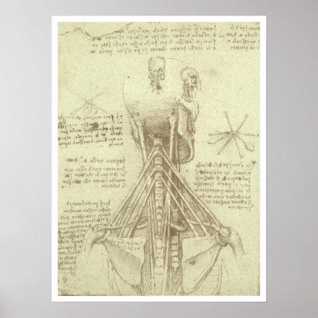 Human Anatomy Spinal Column by Leonardo da Vinci Poster (Front)