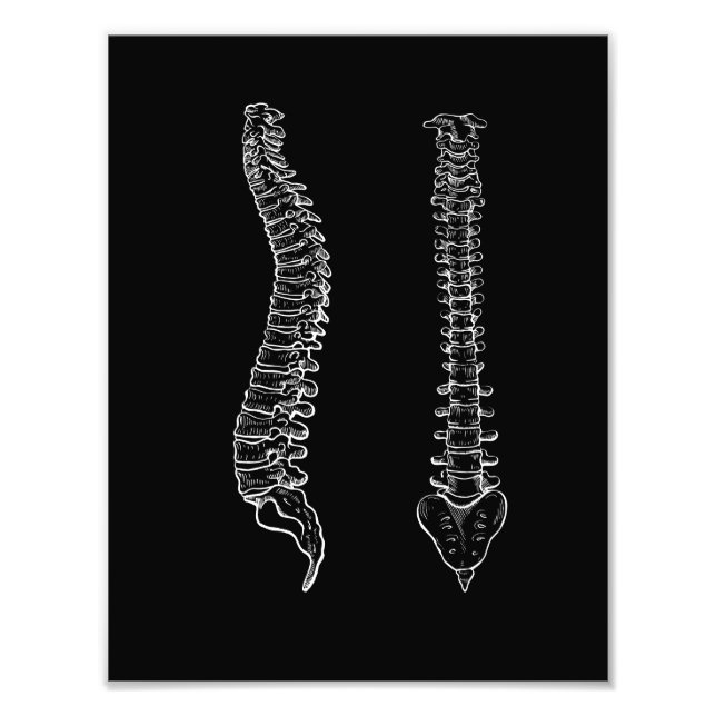 Human anatomy spine, black and white photo print (Front)
