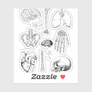 Human Anatomy Vintage Medical Illustration Set