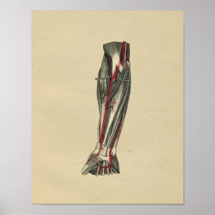 Human Arm Anatomy 1902 Vintage Print