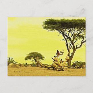 Human Birds Africa Postcard