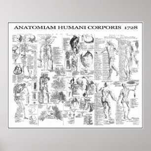 HUMAN BODY ANATOMY  1728 POSTER