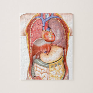 Human body model with organs isolated on white jigsaw puzzle