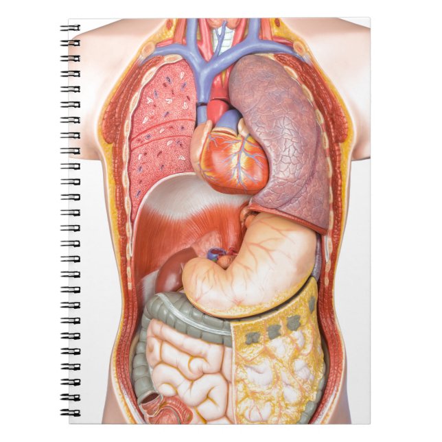 Human body model with organs isolated on white notebook (Front)