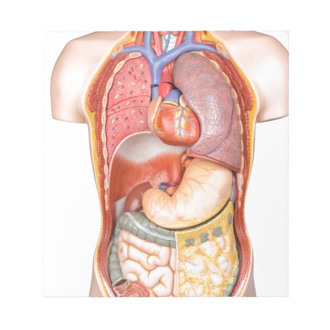 Human body model with organs isolated on white notepad (Front)