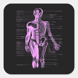 Human Body Muscle Anatomy Doctor Nurse Pink Square Sticker