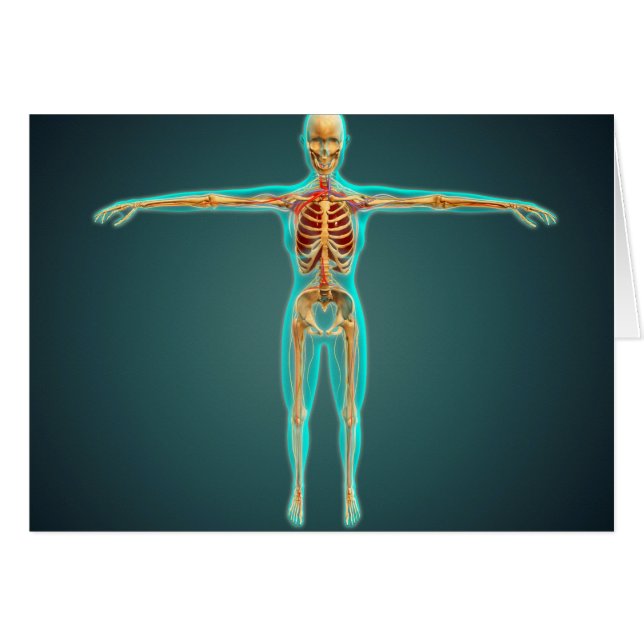 Human Body Showing Skeletal System, Arteries 1 (Front Horizontal)