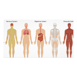 Human body systems photo print
