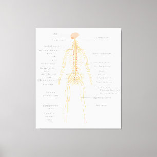 Human Body's Nervous System Body Diagram Chart  Canvas Print