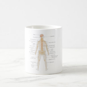 Human Body's Nervous System Body Diagram Chart Coffee Mug