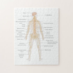 Human Body's Nervous System Body Diagram Chart Jigsaw Puzzle