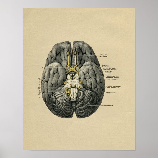 Human Brain Anatomy 1902 Vintage Print (Front)