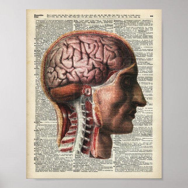 Human Brain Anatomy Poster (Front)