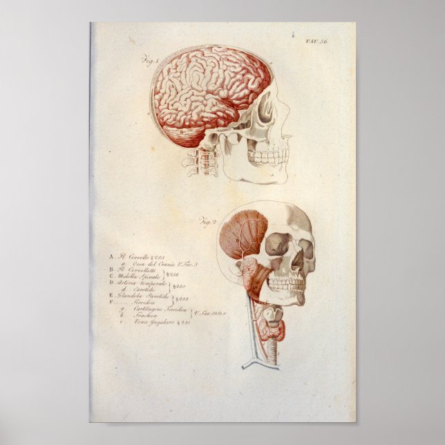 Human Brain Anatomy Print French Vintage (Front)