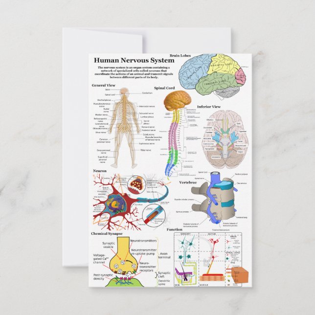 Human Brain and Central Nervous System Diagram (Front)