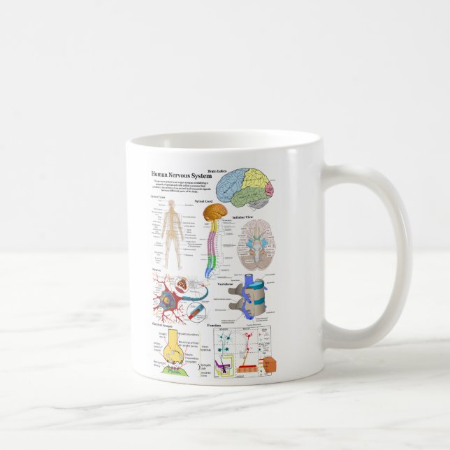 Human Brain and Central Nervous System Diagram Coffee Mug (Right)