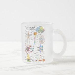 Human Brain and Central Nervous System Diagram Frosted Glass Coffee Mug