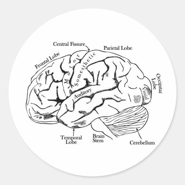 Human Brain Classic Round Sticker (Front)