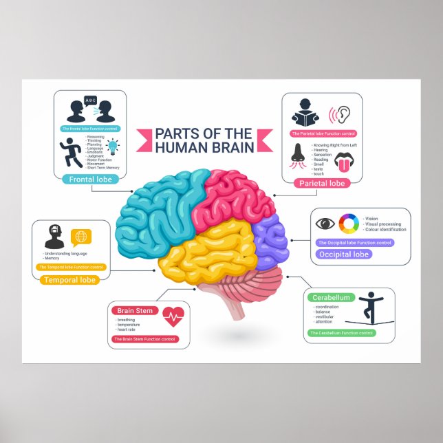 Human brain diagram  poster (Front)