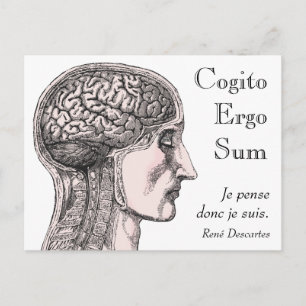 Human Brain Illustration Cogito Ergo Sum Postcard
