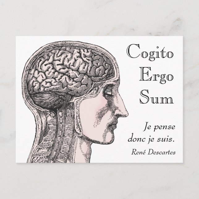 Human Brain Illustration Cogito Ergo Sum Postcard (Front)