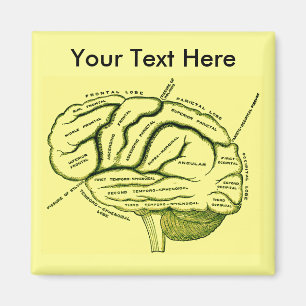 Human Brain Magnet